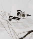 MANDARIN DUCKS