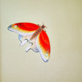 Butterflies