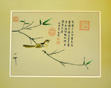 Sparrow