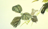 Scenes From Nature (Dragonfly)